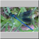 Calopteryx splendens - Gebaenderte Prachtlibelle m06.jpg